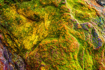 Detailed close-up of moss and lichen thriving on a weathered wall, floor, and rock, revealing natural textures with earthy green tones. Ideal for nature, organic growth, texture, and environmental