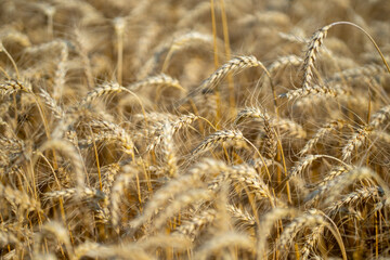 Ear of wheat background. Countryside landscape with ears of wheat and farmland in the background. Farm scene with golden ears of wheat. Wheat field with detailed ears.