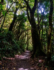 Fototapeta premium Lush forest path (2)