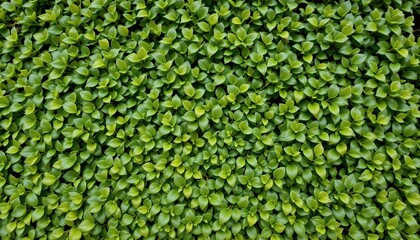 Lush Green Foliage Carpet with Wavelike Pattern