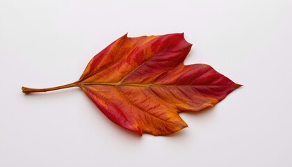 Vibrant Autumn Leaf Minimalist Light Background