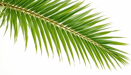 Fototapeta premium Closeup Green Palm Leaf with White Background