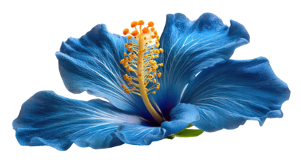 Mystic Bloom: A captivating view of a single, ethereal blue hibiscus flower in full bloom, its delicate petals radiating a sense of tranquility. The vibrant.
