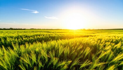 ** Captivating view of a vibrant green wheat field at sunset, with golden sunlight and a clear blue sky in a peaceful rural setting. **
