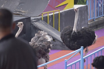 Ostrich racing versus humans. Ostriches are large flightless birds.