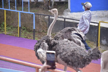 Ostrich racing versus humans. Ostriches are large flightless birds.