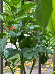Close-up of a vibrant green bell pepper growing on a healthy plant, surrounded by lush leaves with water droplets, captured after a refreshing rain.