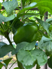 Close-up of a vibrant green bell pepper growing on a healthy plant, surrounded by lush leaves with water droplets, captured after a refreshing rain.