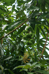 Close-up of green, unripe mangoes (Mangifera indica) hanging from long stems on a tree branch, surrounded by lush leaves in a tropical outdoor setting.