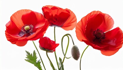 Naklejka premium Red poppies bouquet with green stems, vibrant
