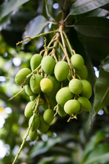 Close-up of green, unripe mangoes (Mangifera indica) hanging from long stems on a tree branch, surrounded by lush leaves in a tropical outdoor setting.