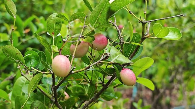 Carissa carandas or Karonda fruits.