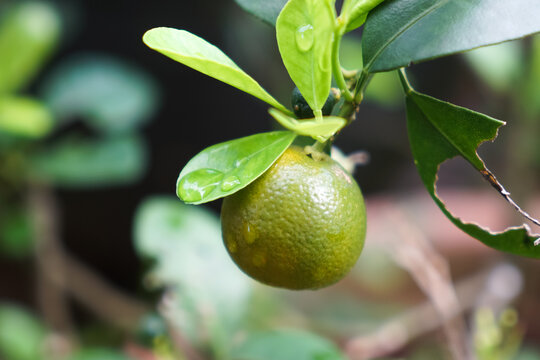 Close-up of green calamansi citrus fruits on a tree, surrounded by lush leaves with water droplets. A fresh glimpse into tropical gardening and fruit growth.