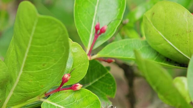 Carissa carandas or Karonda fruits.
