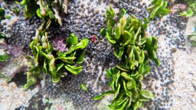 Halimeda discoidea (Money Plant) in the water. Halimeda discoidea is a species of calcareous green algae in the order Bryopsidales.