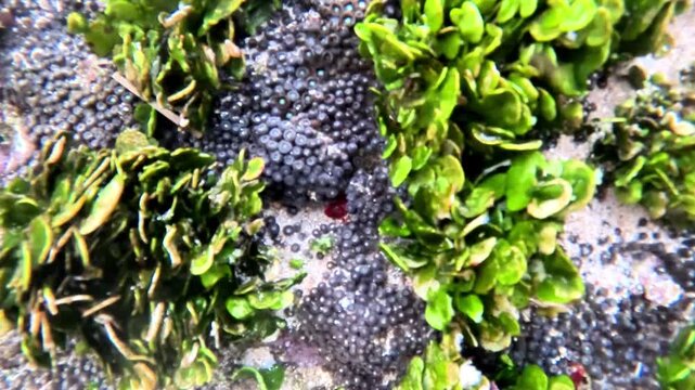 Halimeda discoidea (Money Plant) in the water. Halimeda discoidea is a species of calcareous green algae in the order Bryopsidales.