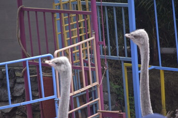 Ostriches are large flightless birds. Ostrich. Ostriches closeup portrait in zoo. Animal farm.