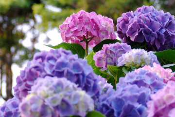 Obraz premium 夕方のアジサイ