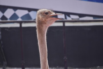 Ostriches are large flightless birds. Ostrich. Ostriches closeup portrait in zoo. Animal farm.