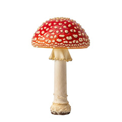 Obraz premium A vibrant red mushroom with white spots, known as amanita muscaria, stands isolated on a clean transparent background, showcasing its distinctive cap and stem