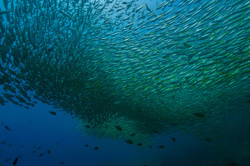 Underwater photo of school of fish at a coral reef. From a scuba dive off the coast of the island Koh Lanta in the south Andaman Sea in Thailand.