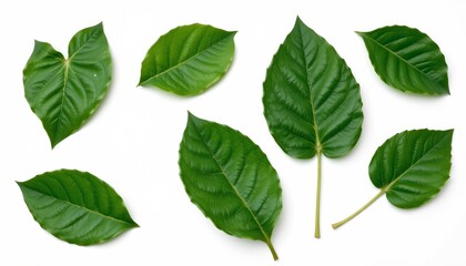 Naklejka premium Fresh Green Leaves Arrangement White Background