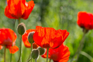Fototapeta premium bright red red poppy flowers in the natural environment. close-up. flower buds. poppy seed boxes. natural lighting