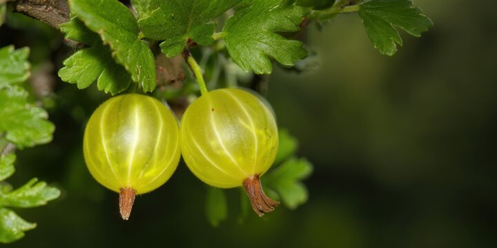 Two ripe green gooseberries hang from a branch, showcasing fresh, organic detail in nature.