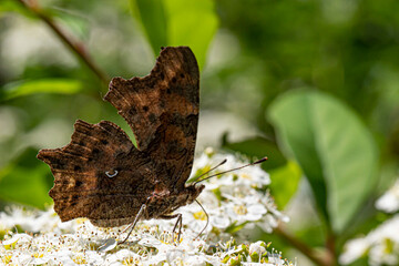 Fototapeta premium Polygonia butterfly on white spiraea flowers. close-up. colorful aerial photography. bokeh. blurred background