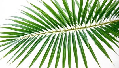 Obraz premium Closeup Vibrant Green Palm Leaf White Background