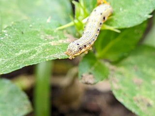 Close Up Caterpillar Spodoptera on Green Leaf