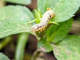 Close Up Caterpillar Spodoptera on Green Leaf