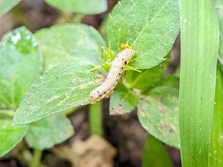 Close Up Caterpillar Spodoptera on Green Leaf