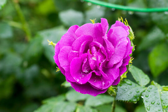 purple rose on a bush with raindrops and dew on a blurred background with bokeh. space for text. colorful flower photography. close-up. beautiful screensaver. romantic love - Powered by Adobe