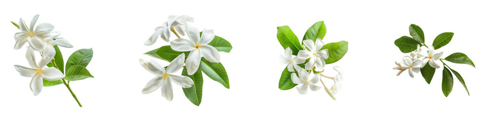 Fototapeta premium Clusters of Frangipani Flowers Green Leaves on transparent background generative ai