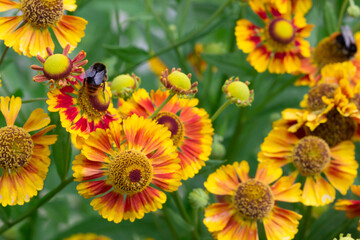 hybrid helenium. colorful dutal macro flower photo. blurred background with highlights, bokeh. space for text. natural beauty. pollinated by insects