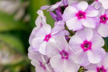 Obraz premium phlox pink. colorful macro photography of a flower. blurred background with highlights and bokeh. the beauty of nature. wildlife.