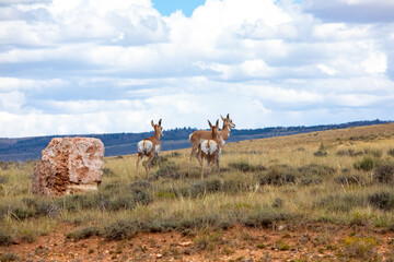 Pronghorns running away on a hill in Wyoming prairie