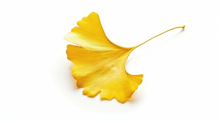 Naklejka premium Studio-Staged Indoor Macro Close-Up of Cut Yellow Ginkgo Leaves: Still Life Plant Shot with White Background, Negative Space & Fresh Natural Vibe for Wallpaper Design