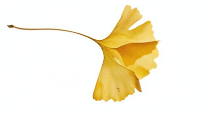 Naklejka premium Studio-Staged Indoor Macro Close-Up of Cut Yellow Ginkgo Leaves: Still Life Plant Shot with White Background, Negative Space & Fresh Natural Vibe for Wallpaper Design