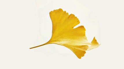 Naklejka premium Studio-Staged Indoor Macro Close-Up of Cut Yellow Ginkgo Leaves: Still Life Plant Shot with White Background, Negative Space & Fresh Natural Vibe for Wallpaper Design