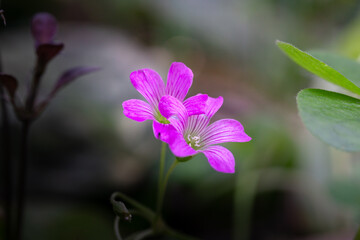 Selective Focus on Two Vibrant Purple Shamrock (Oxalis Triangularis) Flowers Blooming Together