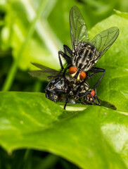 fly with red eyes. colorful detailed macro photo of an insect. screensaver. wildlife. close-up.