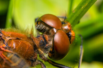 red dragonfly. head in close-up. colorful detailed macro photo of an insect. screensaver. wildlife. close-up.