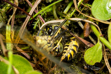 predatory wasp. on the hunt. insect battle. wasp caught a dragonfly. colorful macro photography of insects. wildlife. wild nature. close-up. predator in nature.
