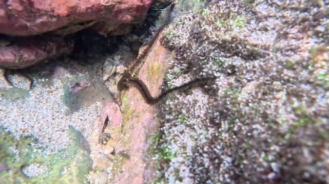 Ophiothrix fragilis (common brittle star, hairy brittle star, Asteria cuvieri, Ophiocoma minuta). This animal is extremely variable in colouration, ranging from violet, purple or red to yellow