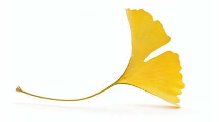Naklejka premium Studio-Staged Indoor Macro Close-Up of Cut Yellow Ginkgo Leaves: Still Life Plant Shot with White Background, Negative Space & Fresh Natural Vibe for Wallpaper Design