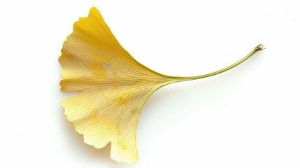 Naklejka premium Studio-Staged Indoor Macro Close-Up of Cut Yellow Ginkgo Leaves: Still Life Plant Shot with White Background, Negative Space & Fresh Natural Vibe for Wallpaper Design