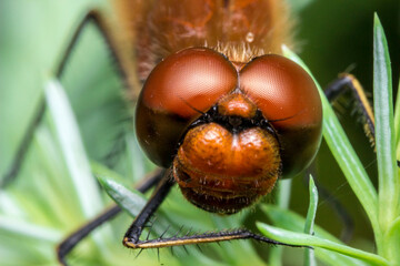 red dragonfly. head in close-up. colorful detailed macro photo of an insect. screensaver. wildlife. close-up.