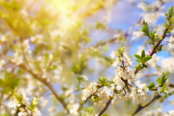 cherry blossom in spring